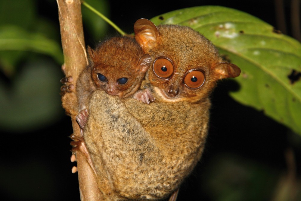 Tarsius, Si Imut Nan Misterius