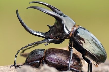 Kumbang Badak Dijadikan Menu Di Salah Satu Restoran Di jepang
